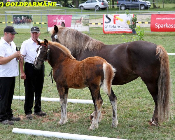 stallion Regent (Black Forest Horse, 2017, from Roter Milan)