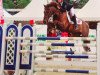 jumper Moneymaker (Belgian Riding Pony, 2000)