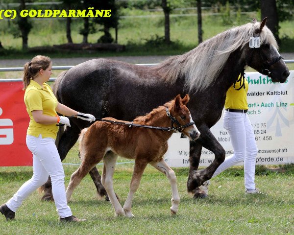 Zuchtstute Esperanza (Schwarzwälder Kaltblut, 2017, von Roter Milan)