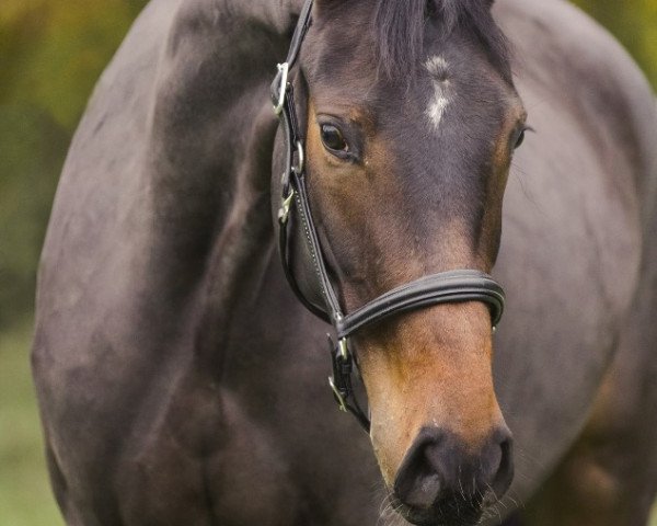 dressage horse Destanos Daydream (Oldenburg, 2013, from Destano)