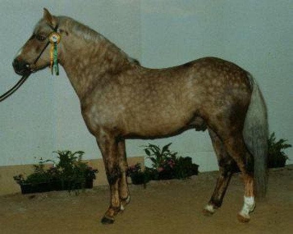 stallion Madeliefjeshoeve Iri (New Forest Pony, 1988, from Polsbury Popeye)