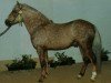 Deckhengst Madeliefjeshoeve Iri (New-Forest-Pony, 1988, von Polsbury Popeye)
