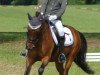 dressage horse Calypso (New Forest Pony, 2007, from Vivienne's Vision of Freedom)