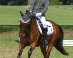 dressage horse Calypso (New Forest Pony, 2007, from Vivienne's Vision of Freedom)