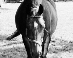 broodmare Sinfonie 112 (Oldenburg, 1992, from Sandro)