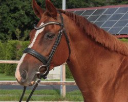 broodmare La Wester (Hanoverian, 2002, from Londonderry)