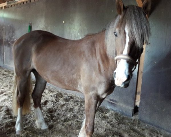 broodmare FFynnonlas Afon (Welsh-Cob (Sek. D), 2014, from Danaway Demetrius)