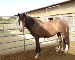 horse Corina 64 (Welsh-Cob (Sek. D), 1994)