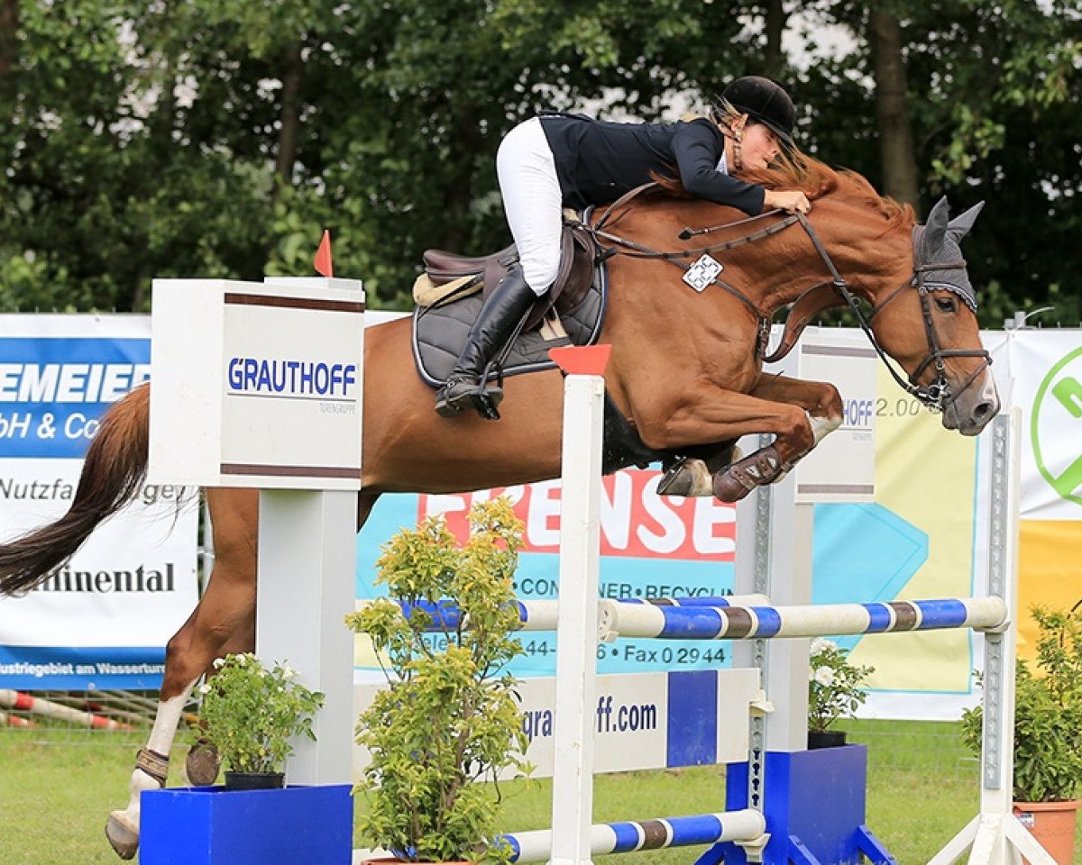 broodmare Quh (Oldenburg show jumper, 2011, from Quidam de Revel)