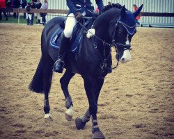 dressage horse Notre Charmeur 3 (German Riding Pony, 2009, from Notre Noir)