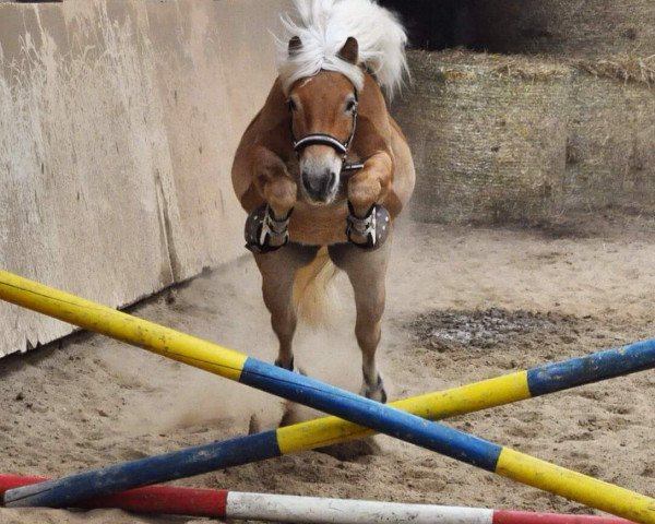 horse Notre Beau 4 (Haflinger, 2009, from Nalet)