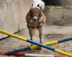 Pferd Notre Beau 4 (Haflinger, 2009, von Nalet)