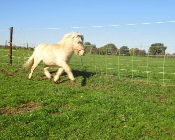 Deckhengst Pele vom Sophienblick (Shetland Pony (unter 87 cm),  , von Puc's Paradise)