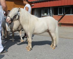 Deckhengst Many Minis Patterson (Shetland Pony (unter 87 cm), 2014, von Pele vom Sophienblick)