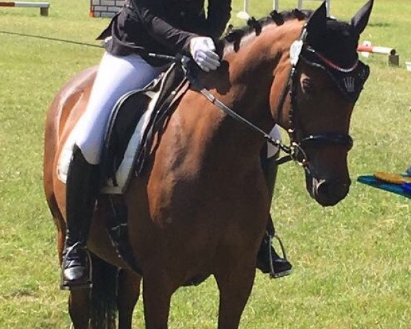 dressage horse Juicy Lady (German Riding Pony, 2009, from Noir de Luxe)