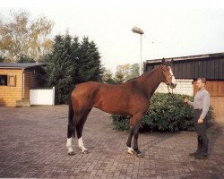 broodmare Wolverine (Hanoverian, 1990, from Walldorf I)