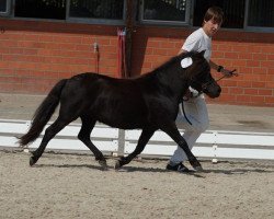 Zuchtstute Isarons Nicoletta (Shetland Pony, 2014, von Daan van de Bekkenkamp)