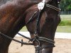 dressage horse Sid 39 (German Sport Horse, 2009, from Simonetti)