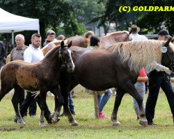 stallion Roter Diamant (Black Forest Horse, 2017, from Roter Milan)