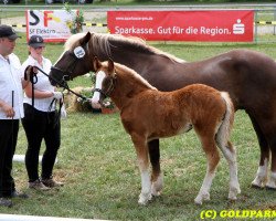 broodmare Perle (Black Forest Horse, 2017, from Roter Milan)