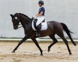 dressage horse Karibik Kiss (Württemberger, 2005, from Enchantee)