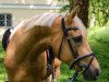 Dressurpferd Steendieks Prince of Loxley (Deutsches Reitpony, 2011, von Steendieks Prince of Glory)