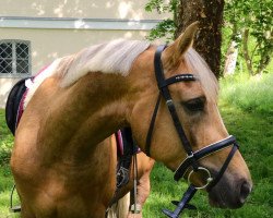 Dressurpferd Steendieks Prince of Loxley (Deutsches Reitpony, 2011, von Steendieks Prince of Glory)