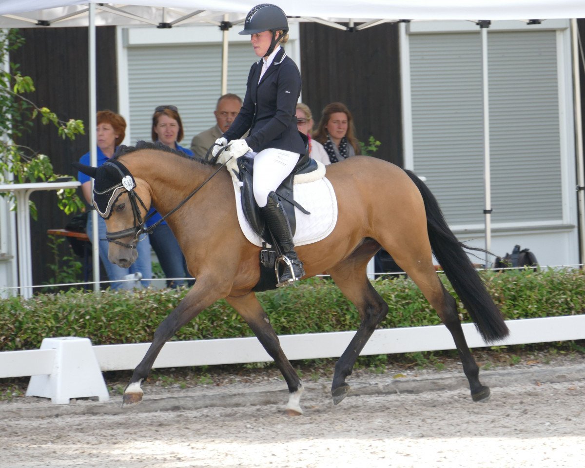 dressage horse Grape Ivy (German Riding Pony, 2013, from Bazooka)