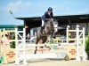 stallion Mylord Quidam Z (Zangersheide riding horse, 2011, from Mylord Carthago)