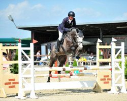 stallion Mylord Quidam Z (Zangersheide riding horse, 2011, from Mylord Carthago)