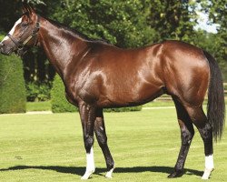 stallion Mr. Sidney xx (Thoroughbred, 2004, from Storm Cat xx)