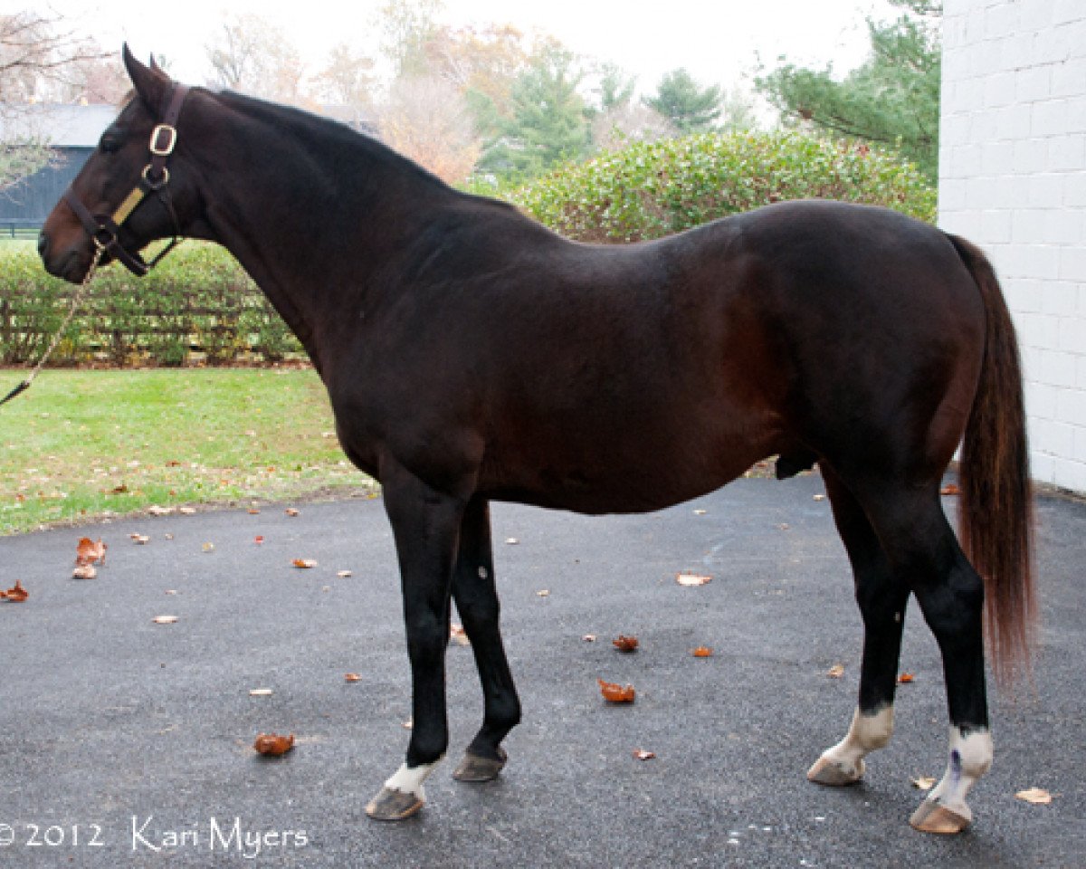 stallion Pulpit xx (Thoroughbred, 1994, from A. P. Indy xx)