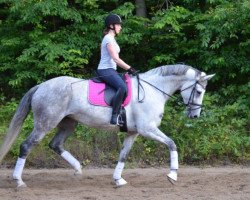 dressage horse Haasje (Hanoverian, 2007, from Hotline)