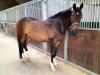 dressage horse Signor (KWPN (Royal Dutch Sporthorse), 1999, from Gribaldi)