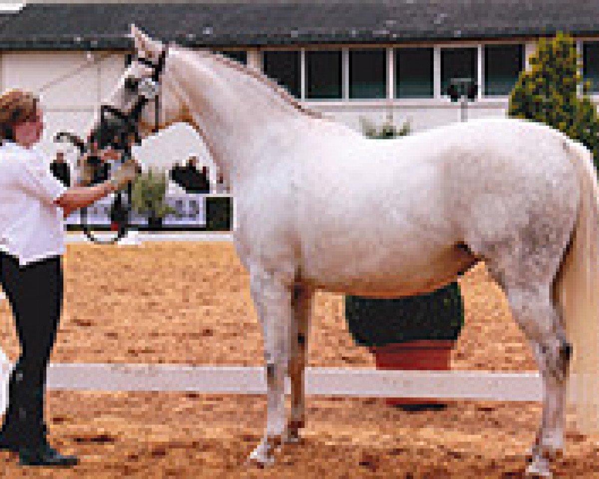 broodmare Perlchen (Trakehner, 2003, from Becket)