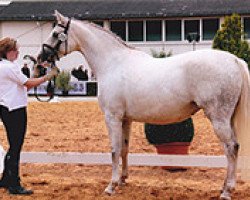 broodmare Perlchen (Trakehner, 2003, from Becket)