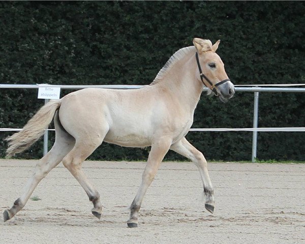 horse Jellybean (Fjord Horse, 2017, from Djevin)