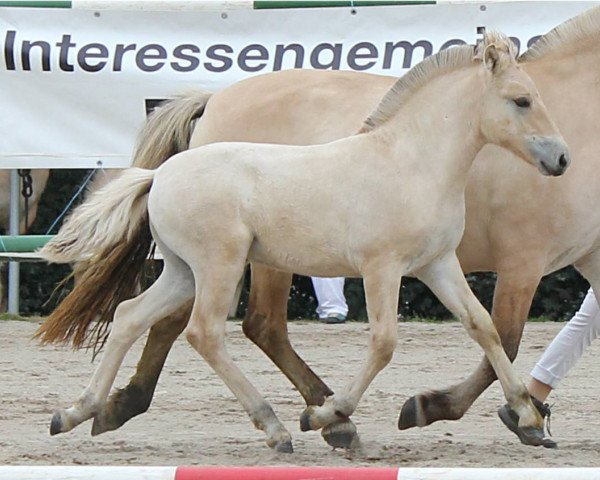 horse Noori (Fjord Horse, 2017, from Njord Halsnæs)