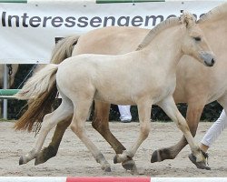 Pferd Noori (Fjordpferd, 2017, von Njord Halsnæs)