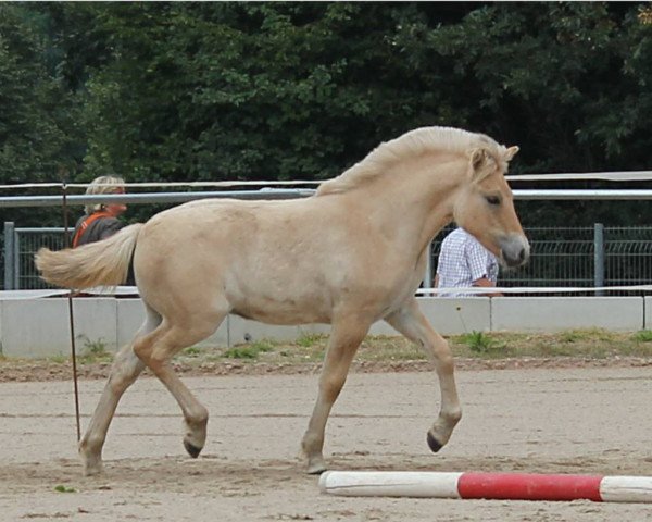 horse Juna (Fjord Horse, 2017, from Maurids)