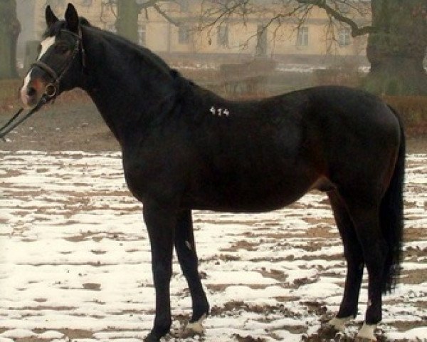 stallion Rulon (Polish Warmblood, 1997, from Orkisz)
