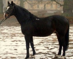 Deckhengst Rulon (Polnisches Warmblut, 1997, von Orkisz)