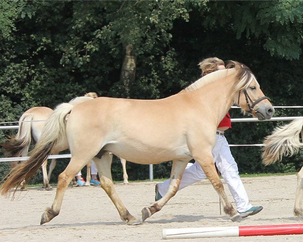 Zuchtstute LL. Lundegaards Mai (Fjordpferd, 2008, von Abel Stanstorp)