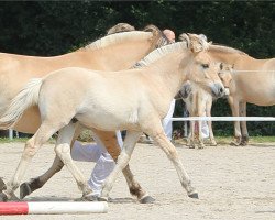 Pferd Sid (Fjordpferd, 2017, von Stian)