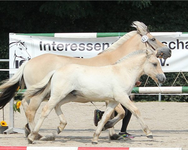 horse Malik (Fjord Horse, 2017, from Maurids)