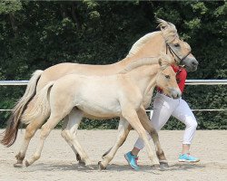 horse Dean (Fjord Horse, 2017, from Dexter)