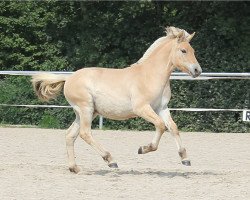 Pferd Dagur (Fjordpferd, 2017, von Dylan)