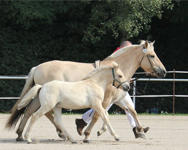 horse Hannika (Fjord Horse, 2017, from Njord Halsnæs)