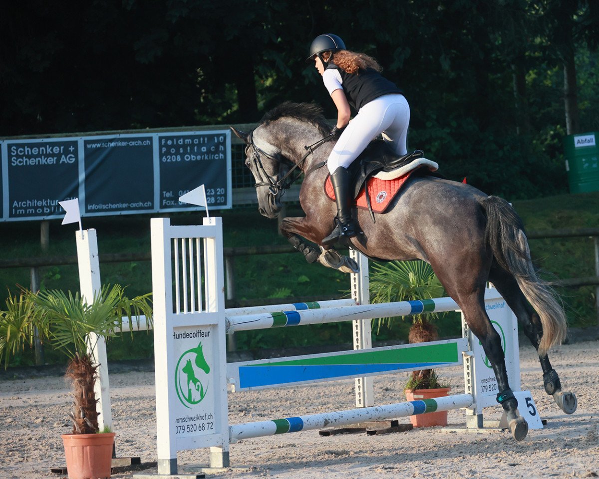 Springpferd Concar Ege (Holsteiner, 2015, von Connor 48)