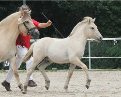 horse Gøran (Fjord Horse, 2017, from Golf Gudenå)